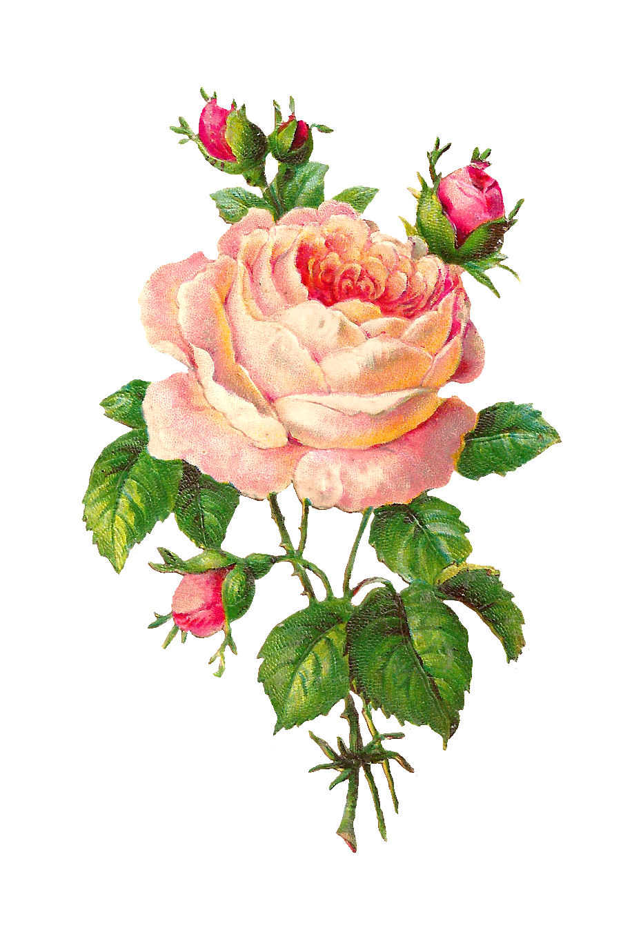 pinkrose03-2